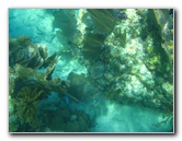 John-Pennekamp-Coral-Reef-Park-Snorkeling-Tour-122