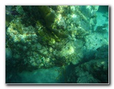 John-Pennekamp-Coral-Reef-Park-Snorkeling-Tour-123