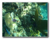 John-Pennekamp-Coral-Reef-Park-Snorkeling-Tour-124