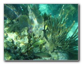 John-Pennekamp-Coral-Reef-Park-Snorkeling-Tour-126
