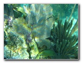 John-Pennekamp-Coral-Reef-Park-Snorkeling-Tour-128