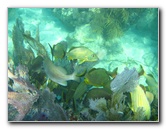 John-Pennekamp-Coral-Reef-Park-Snorkeling-Tour-129