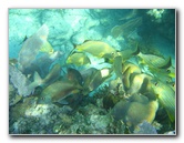 John-Pennekamp-Coral-Reef-Park-Snorkeling-Tour-131