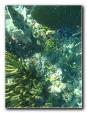 John-Pennekamp-Coral-Reef-Park-Snorkeling-Tour-135