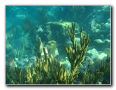 John-Pennekamp-Coral-Reef-Park-Snorkeling-Tour-136