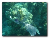 John-Pennekamp-Coral-Reef-Park-Snorkeling-Tour-137