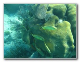 John-Pennekamp-Coral-Reef-Park-Snorkeling-Tour-138