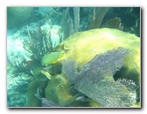 John-Pennekamp-Coral-Reef-Park-Snorkeling-Tour-139