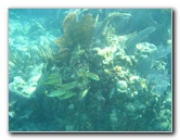 John-Pennekamp-Coral-Reef-Park-Snorkeling-Tour-141