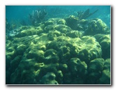 John-Pennekamp-Coral-Reef-Park-Snorkeling-Tour-142