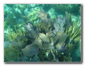 John-Pennekamp-Coral-Reef-Park-Snorkeling-Tour-143