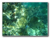 John-Pennekamp-Coral-Reef-Park-Snorkeling-Tour-151