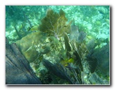 John-Pennekamp-Coral-Reef-Park-Snorkeling-Tour-152