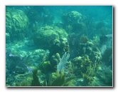 John-Pennekamp-Coral-Reef-Park-Snorkeling-Tour-161