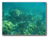 John-Pennekamp-Coral-Reef-Park-Snorkeling-Tour-164