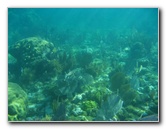 John-Pennekamp-Coral-Reef-Park-Snorkeling-Tour-165