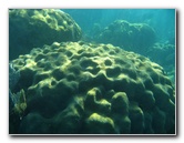 John-Pennekamp-Coral-Reef-Park-Snorkeling-Tour-166