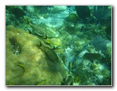 John-Pennekamp-Coral-Reef-Park-Snorkeling-Tour-174