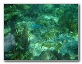 John-Pennekamp-Coral-Reef-Park-Snorkeling-Tour-186