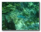 John-Pennekamp-Coral-Reef-Park-Snorkeling-Tour-187