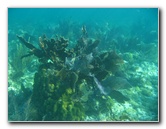 John-Pennekamp-Coral-Reef-Park-Snorkeling-Tour-197