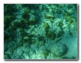 John-Pennekamp-Coral-Reef-Park-Snorkeling-Tour-199