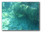 John-Pennekamp-Coral-Reef-Park-Snorkeling-Tour-202