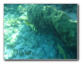 John-Pennekamp-Coral-Reef-Park-Snorkeling-Tour-203