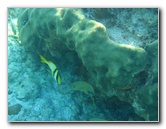 John-Pennekamp-Coral-Reef-Park-Snorkeling-Tour-204
