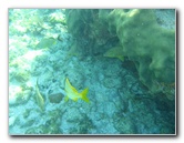 John-Pennekamp-Coral-Reef-Park-Snorkeling-Tour-205