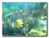 John-Pennekamp-Coral-Reef-Park-Snorkeling-Tour-207