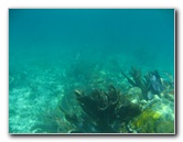 John-Pennekamp-Coral-Reef-Park-Snorkeling-Tour-210