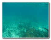 John-Pennekamp-Coral-Reef-Park-Snorkeling-Tour-212