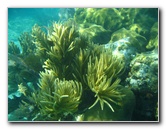 John-Pennekamp-Coral-Reef-Park-Snorkeling-Tour-217