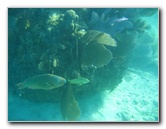 John-Pennekamp-Coral-Reef-Park-Snorkeling-Tour-221