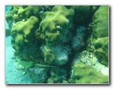 John-Pennekamp-Coral-Reef-Park-Snorkeling-Tour-227