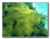 John-Pennekamp-Coral-Reef-Park-Snorkeling-Tour-228