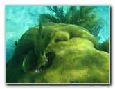 John-Pennekamp-Coral-Reef-Park-Snorkeling-Tour-229