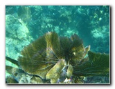 John-Pennekamp-Coral-Reef-Park-Snorkeling-Tour-233