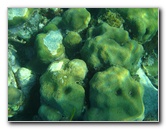 John-Pennekamp-Coral-Reef-Park-Snorkeling-Tour-234