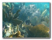 John-Pennekamp-Coral-Reef-Park-Snorkeling-Tour-236