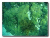 John-Pennekamp-Coral-Reef-Park-Snorkeling-Tour-237