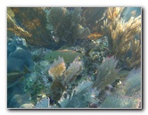 John-Pennekamp-Coral-Reef-Park-Snorkeling-Tour-238