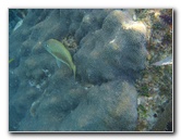 John-Pennekamp-Coral-Reef-Park-Snorkeling-Tour-239