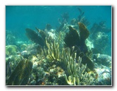 John-Pennekamp-Coral-Reef-Park-Snorkeling-Tour-241