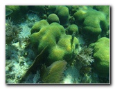 John-Pennekamp-Coral-Reef-Park-Snorkeling-Tour-242