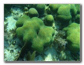 John-Pennekamp-Coral-Reef-Park-Snorkeling-Tour-243
