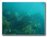John-Pennekamp-Coral-Reef-Park-Snorkeling-Tour-244