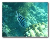 John-Pennekamp-Coral-Reef-Park-Snorkeling-Tour-246