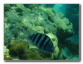John-Pennekamp-Coral-Reef-Park-Snorkeling-Tour-247